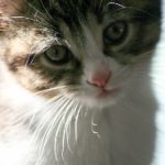 神马电影院94白胡子:探秘经典影片背后的故事与魅力 5p8v89h