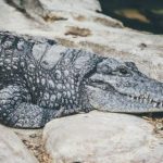 电影网站免费在线观看:畅享最新电影与经典影片的最佳平台推荐 t3p17